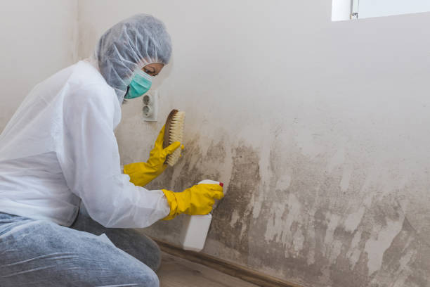 Best Mold Testing and Inspection Services in Lakeport, TX
