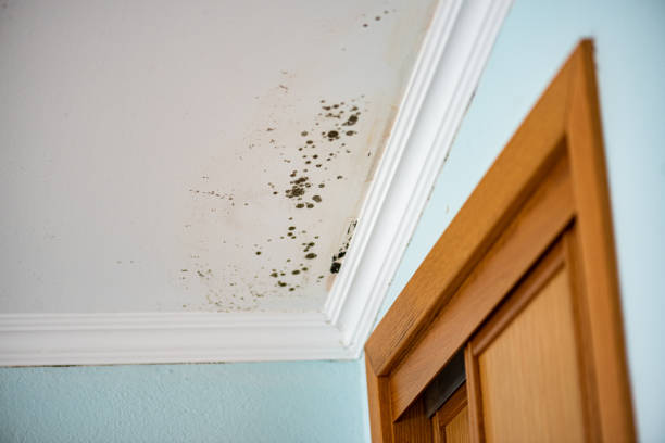 Best Post-Flood Mold Remediation in Lakeport, TX