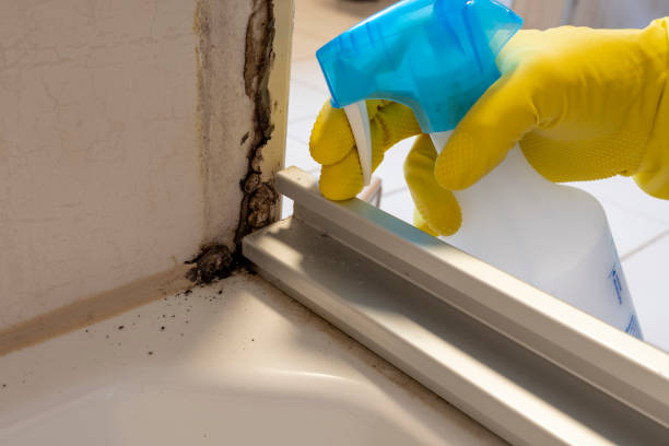 Best Attic Mold Remediation in Lakeport, TX