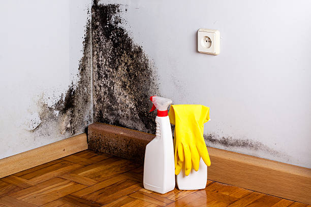 Best DIY Mold Remediation Support Services in Lakeport, TX