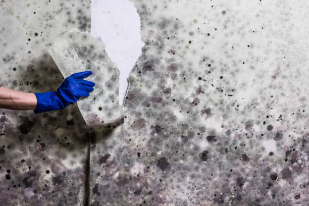 Best White Mold Remediation in Lakeport, TX