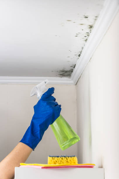Best Industrial Mold Remediation in Lakeport, TX