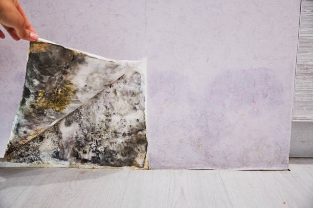 Best Black Mold Remediation in Lakeport, TX